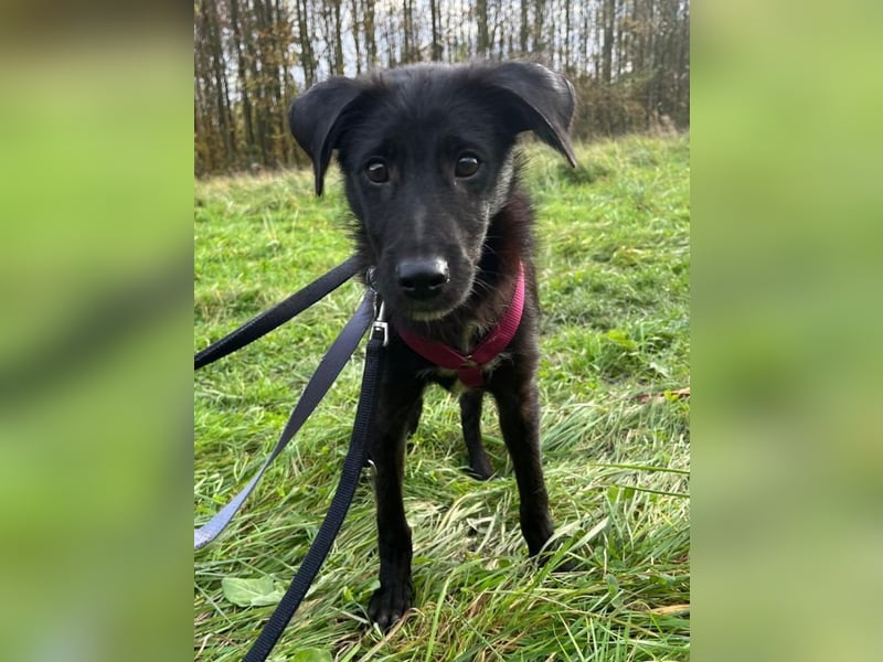 ♥CHICO♥ auf Pflegestelle in Köln - zuckersüßer, verschmuster, sanfter Junior 38 cm