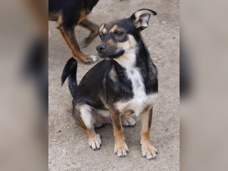 ⭐️CICI⭐️, verschmuster Hundejunge, 8 Monate, 29 cm, Tierschutz Rumänien