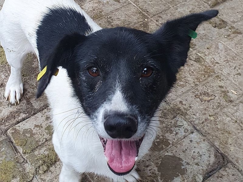 ♥TABASCO♥ sanfter, ganz zutraulicher, ruhiger kleiner Herzenshund 37 cm