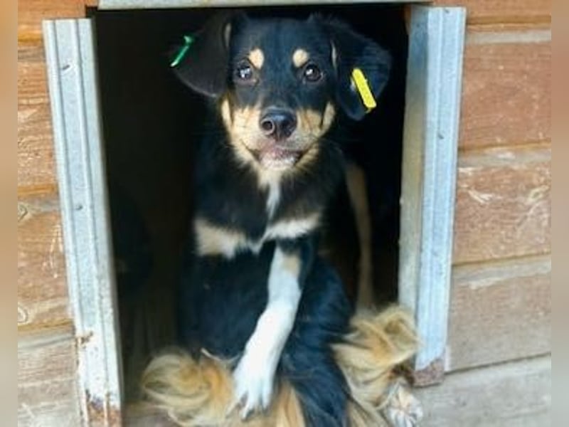 ♥MARLY♥ ab 19. Sep auf Pflegestelle bei Köln-verschmuster, fröhlicher, verspielter Sonnenschein 40cm