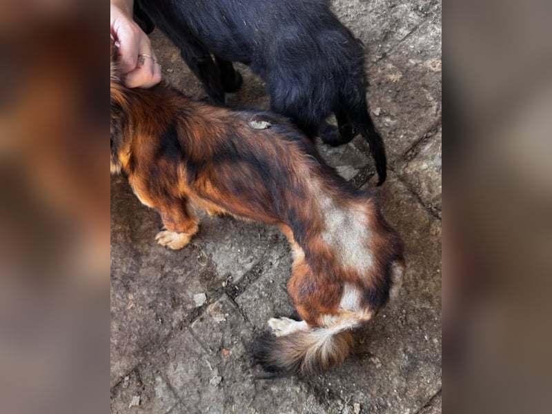 NOTFALL ♥POLLY♥ neu auf Pflegestelle bei Köln - ganz liebe, viel zu dünne kleine Junghündin 30cm