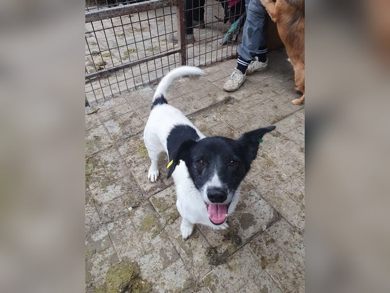 ♥TABASCO♥ sanfter, ganz zutraulicher, ruhiger kleiner Herzenshund 37 cm