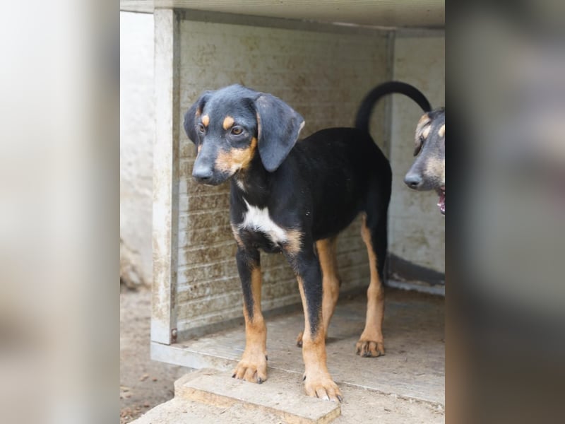 ⭐️MOLLY⭐️, verspielte Hündin, 6 Monate, 39 cm, Mischling, Tierschutz Rumänien