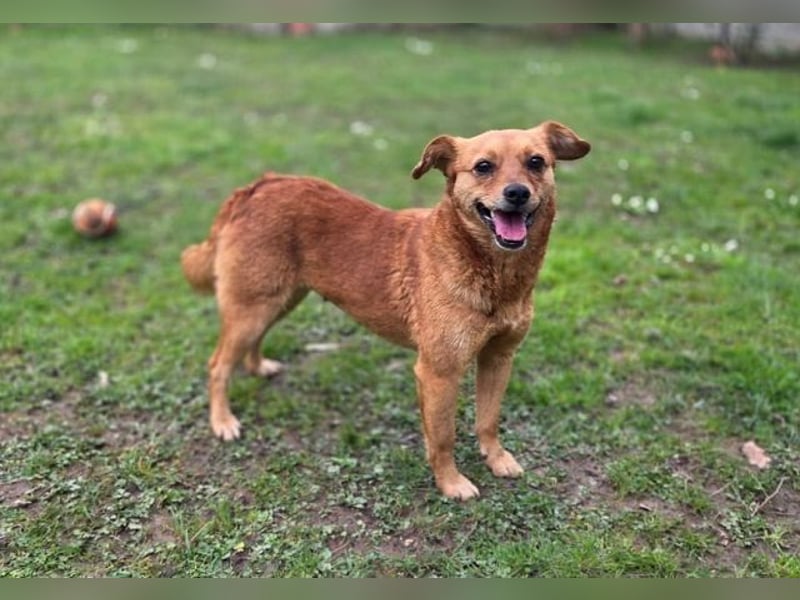 ♥MARILOU♥ neu auf Pflegestelle bei Köln - absolut menschenbezogene und verschmuste Hündin 40cm