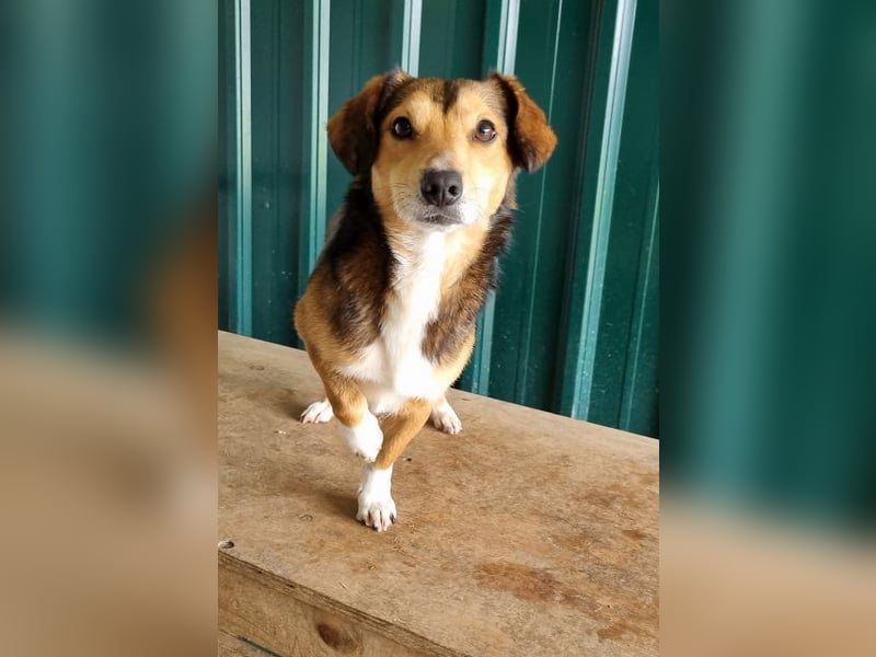 ♥BIXBY♥ hübscher, ganz aufgeschlossener, unkomplizierter echter Sonnenschein 39 cm