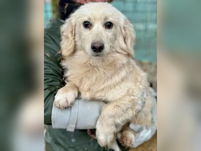 ♥PIPPO♥ süßer, charmanter, noch unsicherer kleiner Junior 30 cm