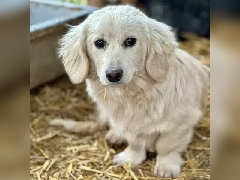 ♥PIPPO♥ süßer, charmanter, noch unsicherer kleiner Junior 30 cm