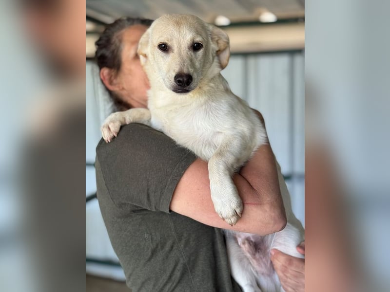 ♥TOBI♥ ab 9.Okt auf Pflegestelle bei Köln-fröhlicher, verspielter und aufgeschlossener Jungrüde 33cm