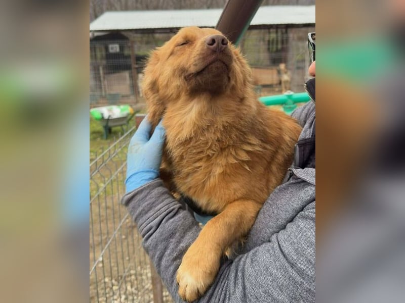 ♥MANOLO♥ süßer, knuffiger kleiner Kerl 40 cm - wird mittelgroß