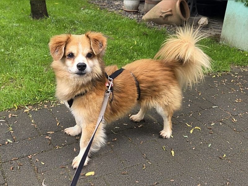 ♥PAULI♥ neu auf Pflegestelle in Bochum - süßer, unkomplizierter Schmusehund mit längerem Fell 30 cm