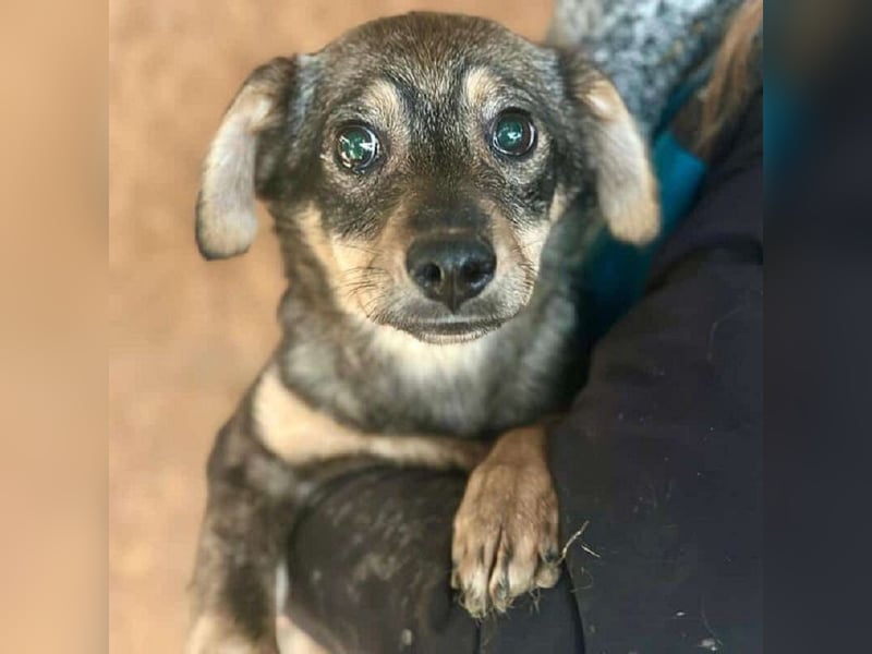 ♥HEIDI♥ neu auf Pflegestelle bei Köln - süße Welpin, die im Moment aufgepäppelt wird 32cm (wachsend)