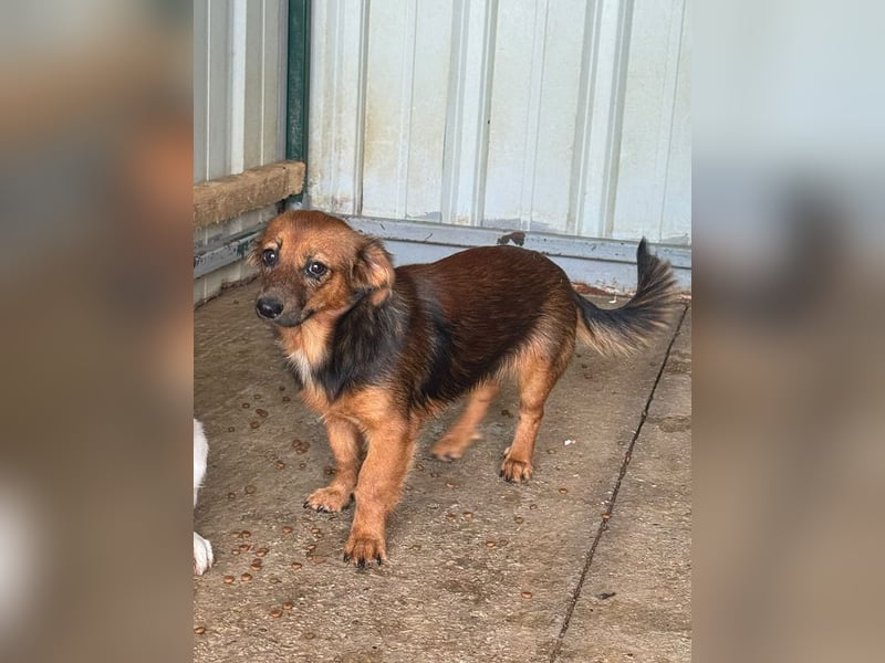 ♥PINKY♥ ab 29.Aug auf Pflegestelle bei Köln-süßes, superliebes Hundemädchen ca 35 cm (kleinbleibend)