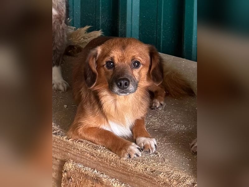 ♥TONI♥ neu auf Pflegestelle bei Köln-süßer, total liebenswerter und aufgeschlossener Rüde - klein