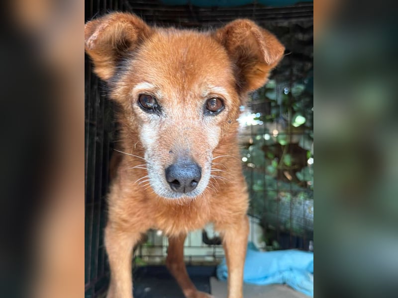 Notfell ⭐️SENORITA⭐️, liebevolle Hunde-Omi, 12 Jahre, 30 cm, Tierschutz Rumänien