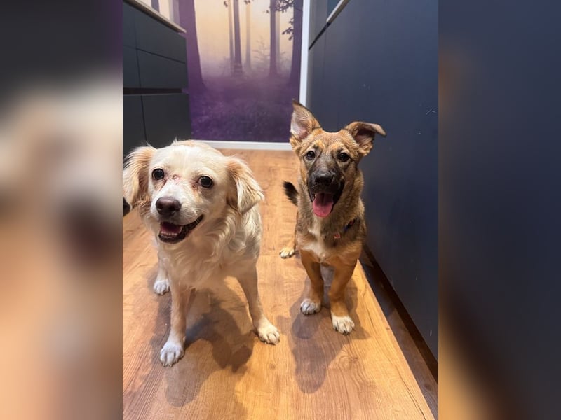 ♥BIENE♥ am 11.Okt bei "Tiere suchen ein Zuhause"- zuckersüße, so liebe, menschenbezogene Hündin 30cm