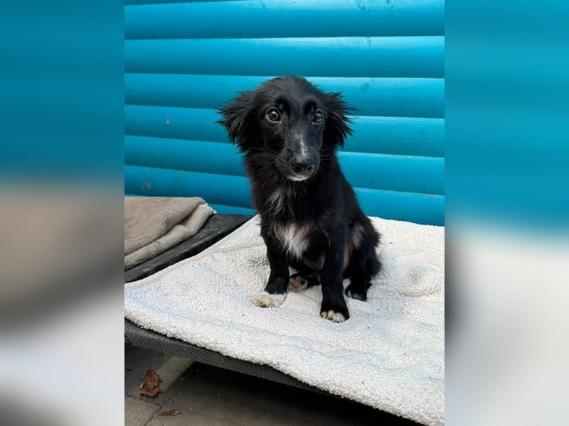 ♥TOKIO♥ auf Pflegestelle bei Köln - zuckersüßer, verspielter kleiner Welpe 28 cm