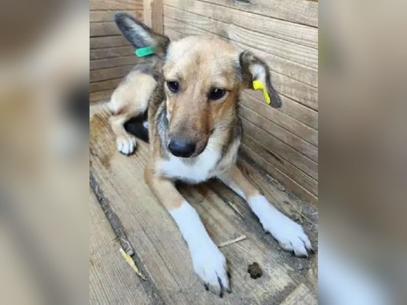 ♥DUMBO♥ ab 19. Sep auf Pflegestelle bei Köln - süßer, lieber, anfangs noch vorsichtiger Rüde 40cm