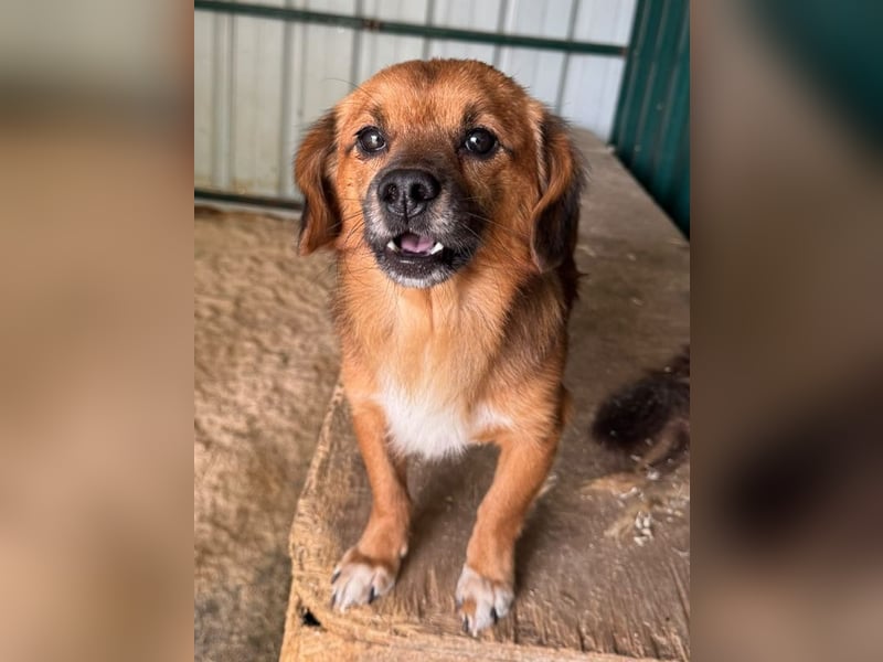 ♥TONI♥ neu auf Pflegestelle bei Köln-süßer, total liebenswerter und aufgeschlossener Rüde - klein