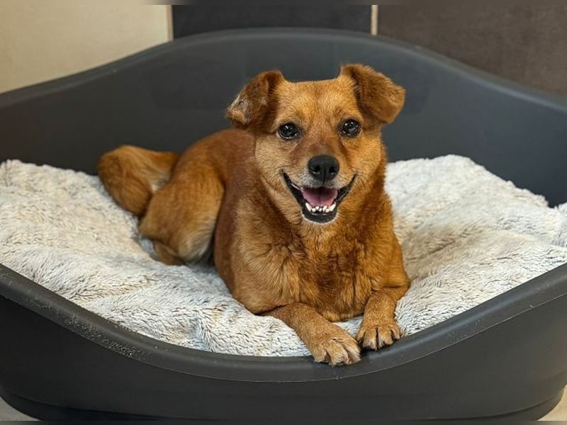 ♥MARILOU♥ auf Pflegestelle bei Köln - absolut menschenbezogene und verschmuste Hündin 40cm