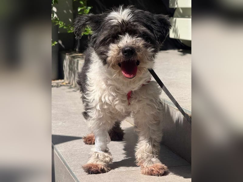 Notfell ⭐️MITI⭐️, fitte Hunde-Omi, Bolonka Zwetna-Mischling, 13 Jahre, 29 cm, Tierschutz Rumänien