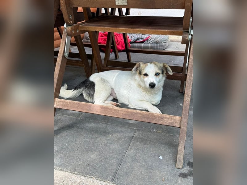 ♥TARA♥ neu auf Pflegest bei Köln-zarte,anfangs noch vorsichtige Hündin, die immer mehr aufblüht 30cm