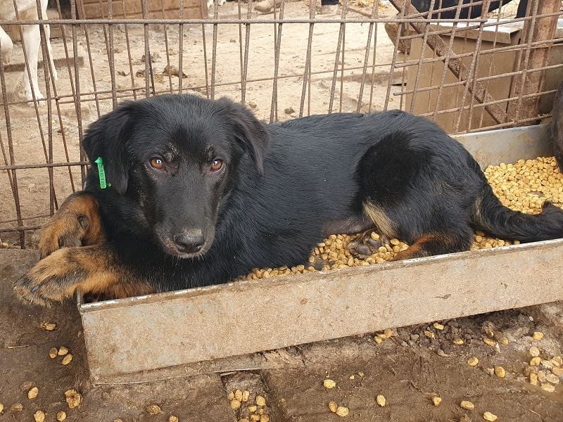 ♥MARIA♥ ab 15. Nov auf Pflegestelle bei Köln - wunderbare, ausgeglichene Junghündin 39cm