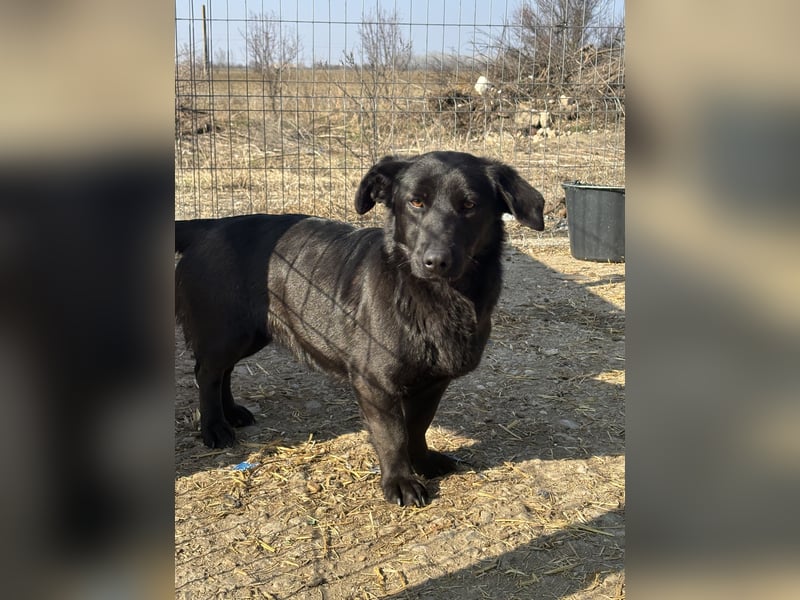⭐️MARIUCA⭐️, witzige, kleine Hündin, 3,5 Jahre, 37 cm, Mischling, Tierschutz Rumänien
