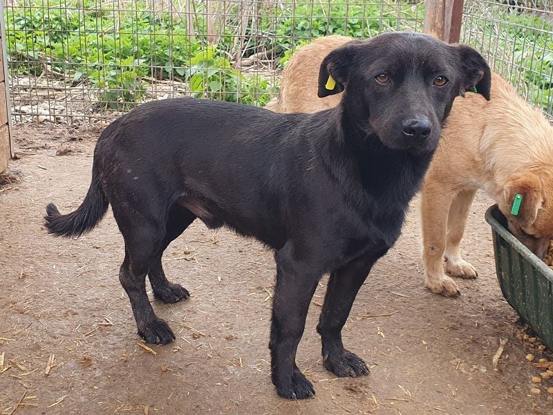 ♥THEO♥ hübscher, ganz lieber kleiner Rüde, der lieber helle Fellfarbe hätte 38 cm