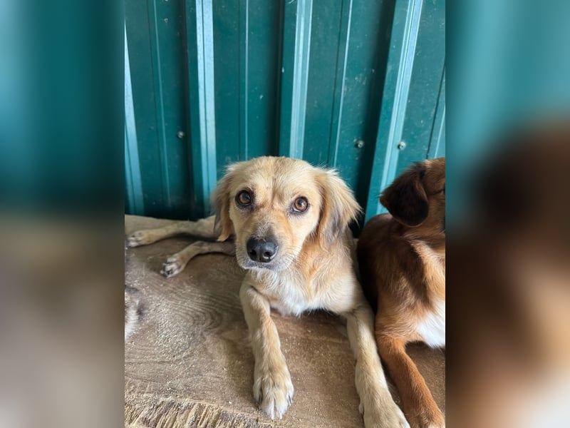 ♥BARLEY♥ ab 31. Juli auf Pflegestelle bei Köln - wunderschöner, menschenbezogener Junghund 40cm