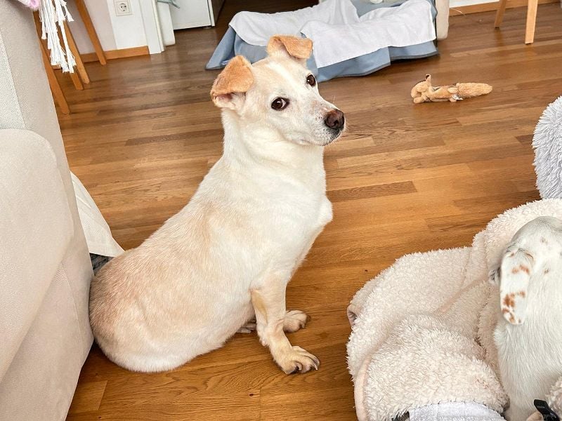 ♥MAMBO♥ auf Pflegestelle in Köln - verschmuster, anhänglicher, unkomplizierter Rüde 33 cm