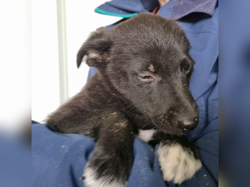 ♥FIETE♥ zuckersüßer, verspielter Welpenbub 26 cm (wachsend)