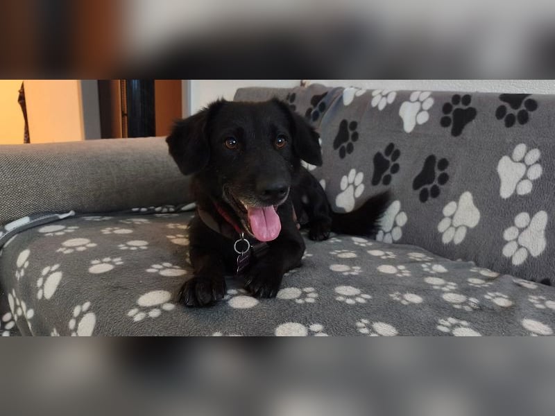 ♥MICHEL♥ auf Pflegestelle bei Aachen - süßer, ruhiger und unkomplizierter kleiner Rüde 36 cm