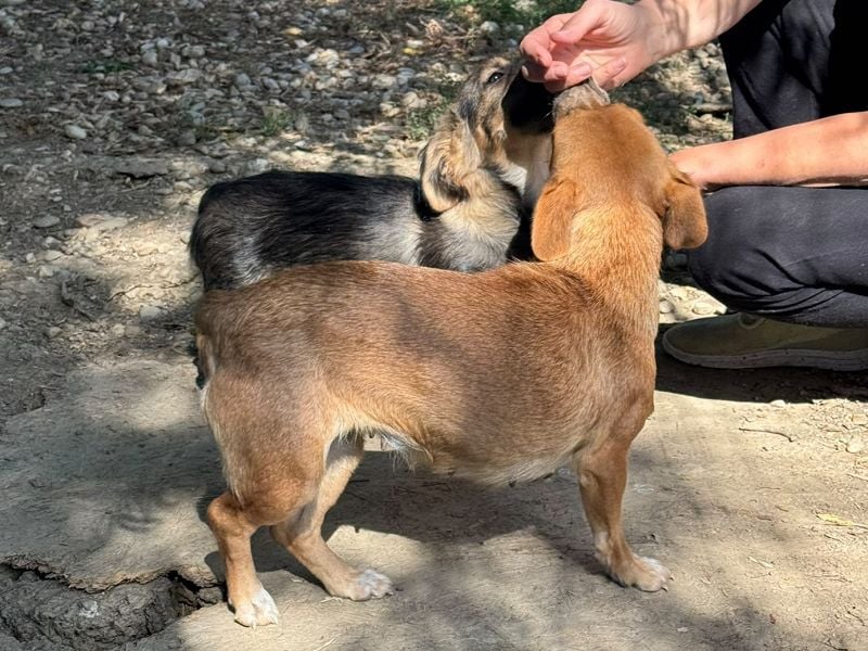 ♥TINA♥ ab 9.Okt auf Pflegestelle bei Köln-ganz liebe, eher unterwürfige, verspielte Mini-Hündin 28cm