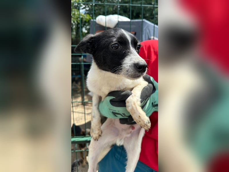 ⭐️ARO⭐️, kleiner Welpenjunge, 6 Monate, 33 cm, Mischling, Tierschutz Rumänien