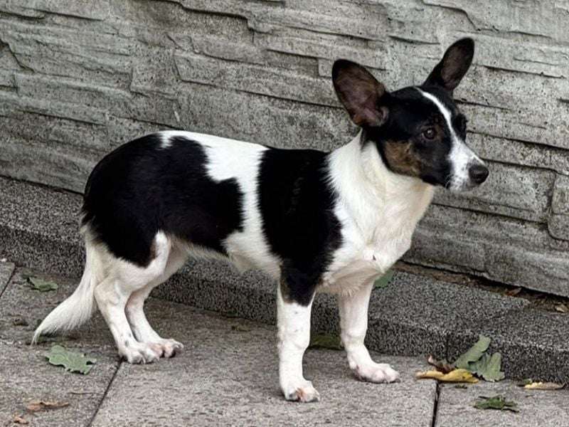 ♥TILLY♥ auf Pflegestelle bei Köln - unglaublich liebes, süßes kleines Mädchen 29cm (wachsend)