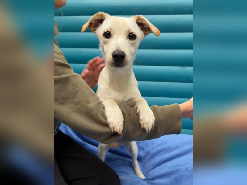♥LUNA♥ auf Pflegestelle bei Köln - niedliche, noch unsichere kleine Junghündin 35cm