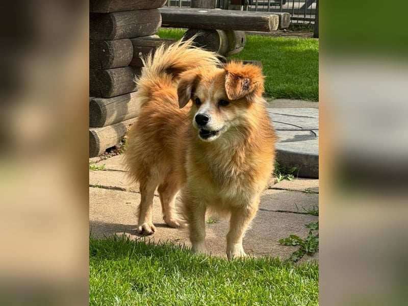 ♥PAULI♥ neu auf Pflegestelle in Bochum - süßer, unkomplizierter Schmusehund mit längerem Fell 30 cm