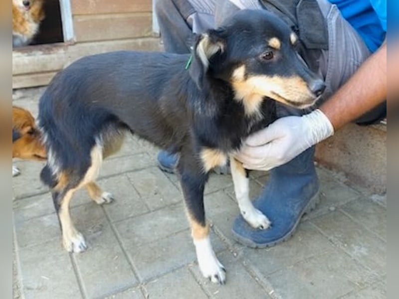 ♥MARLY♥ ab 19. Sep auf Pflegestelle bei Köln-verschmuster, fröhlicher, verspielter Sonnenschein 40cm