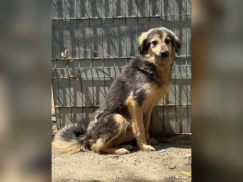⭐️OLISA⭐️, sanfte Hündin, 1,5 Jahre, 40 cm, Mischling, Tierschutz Rumänien