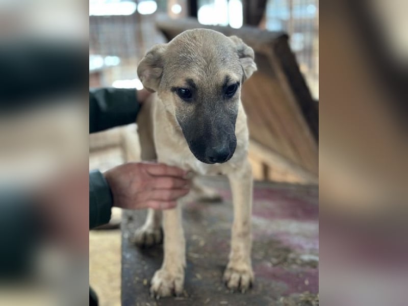 ♥DIDI♥ ab 28. Feb auf Pflegestelle bei Köln - bezaubernder, verspielter kleiner Welpenjunge 30-35cm