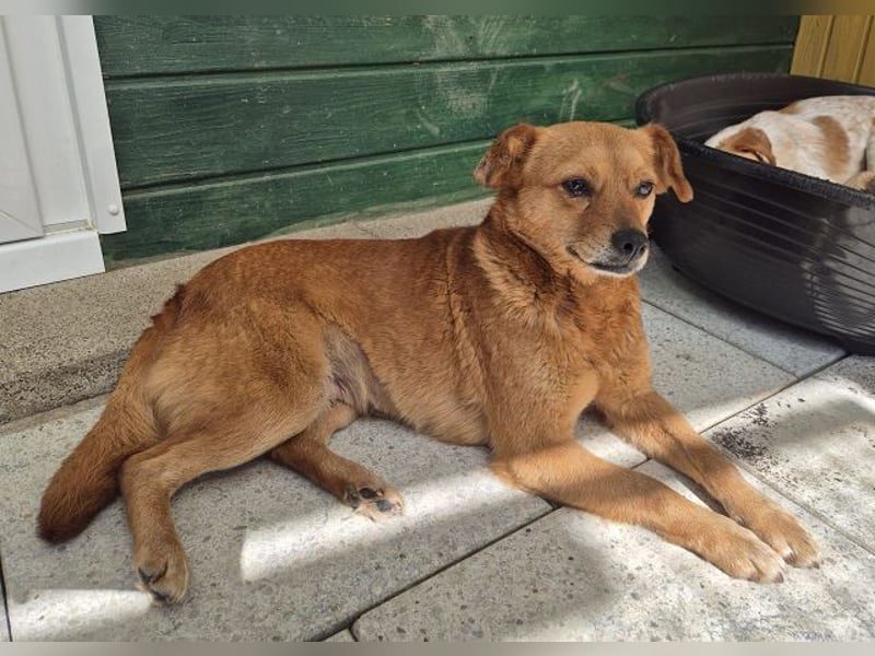 ♥MARILOU♥ auf Pflegestelle bei Köln - absolut menschenbezogene und verschmuste Hündin 40cm