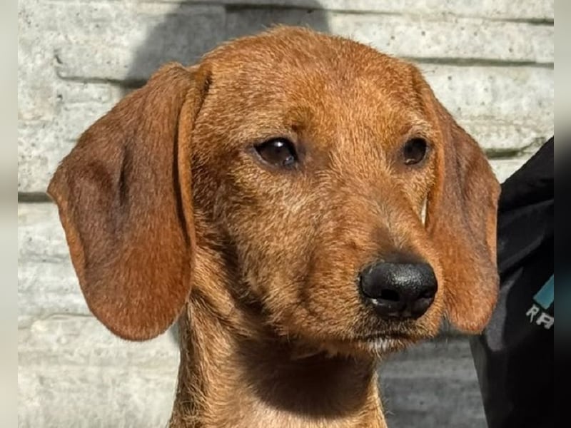 ♥COSMO♥ neu auf Pflegestelle bei Köln - süßer, verspielter kleiner Welpenbub 33 cm (wachsend)