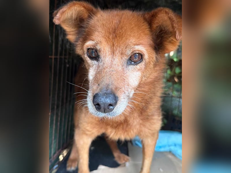 Notfell ⭐️SENORITA⭐️, liebevolle Hunde-Omi, 12 Jahre, 30 cm, Tierschutz Rumänien