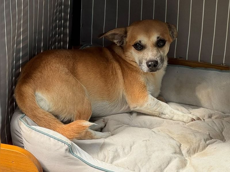 ♥OSKAR♥ neu auf Pflegestelle bei Köln-verschmuster, menschenbezogener,kinderlieber kleiner Rüde 32cm