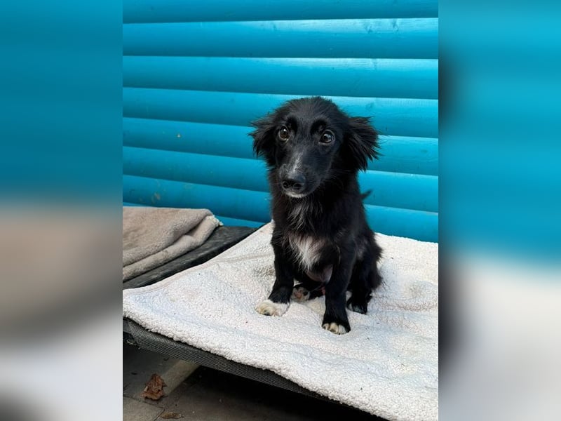 ♥TOKIO♥ auf Pflegestelle bei Köln - zuckersüßer, verspielter kleiner Welpe 28 cm