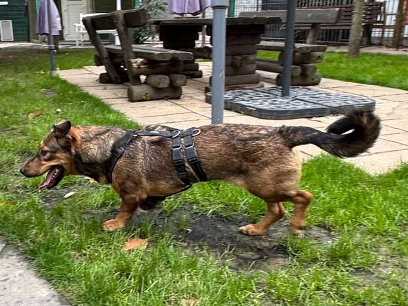 ♥MAYA♥ neu auf Pflegestelle bei Köln - süße, ganz liebe, noch unsichere kleine Junghündin 35 cm
