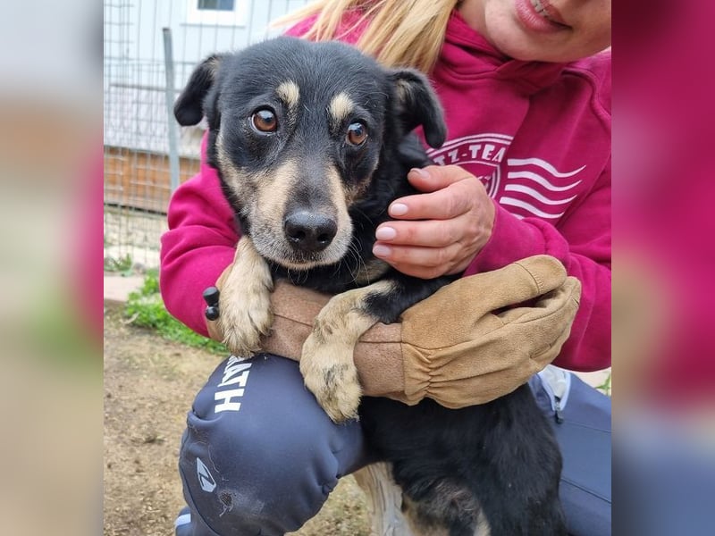 ♥LAURIN♥ süßer, noch zurückhaltender kleiner Rüde, der im Tierheim völlig überfordert ist 35 cm