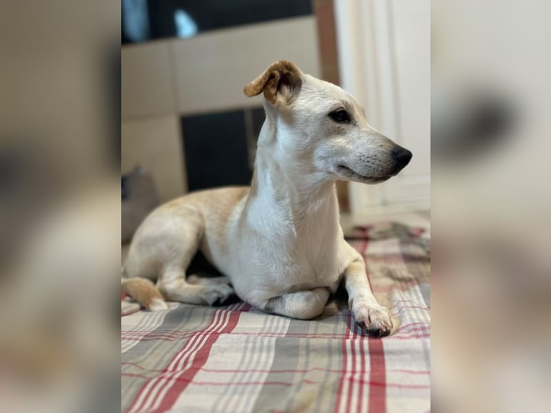 ♥LUNA♥ auf Pflegestelle bei Köln - niedliche, noch unsichere kleine Junghündin 35cm
