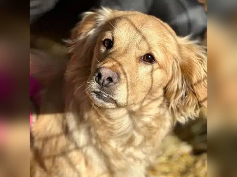 ♥COOPER♥ ab 28. Feb auf Pflegestelle bei Köln - zuckersüßer, ganz verschmuster kleiner Junghund 35cm