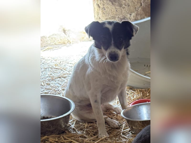⭐MARENA⭐, anhängliche Hündin, 3 Jahre, 39 cm, Mischling, Tierschutz Rumänien